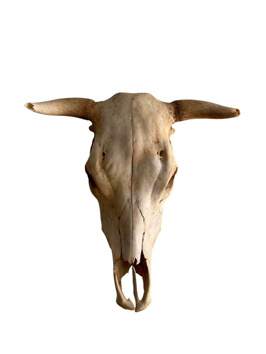 Steer Skull Natural Bleached with Horns Wall Mount Western Decor