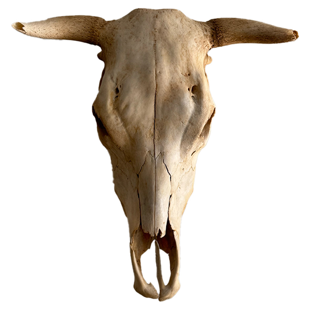 Steer Skull Natural Bleached with Horns Wall Mount Western Decor