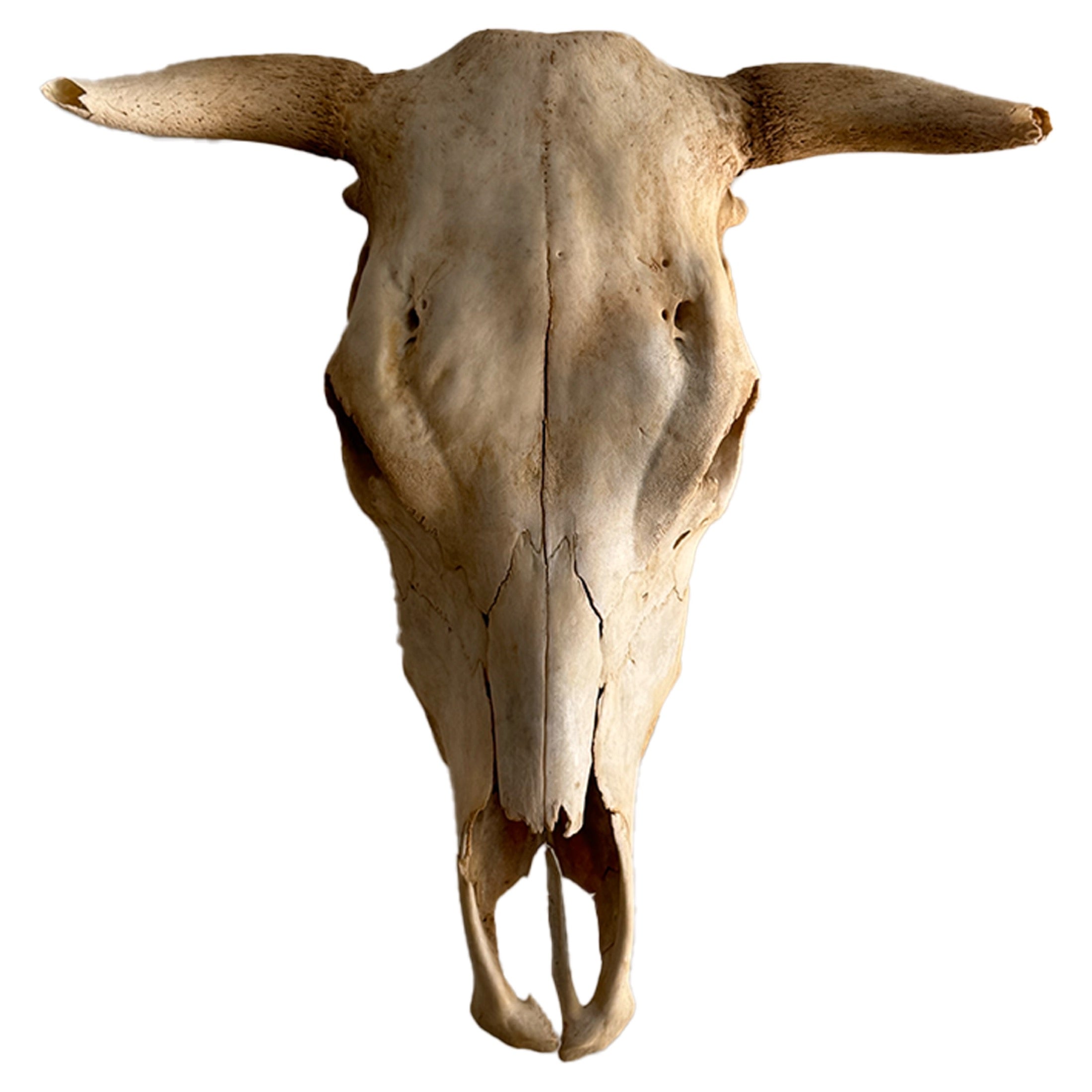 Steer Skull Natural Bleached with Horns Wall Mount Western Decor