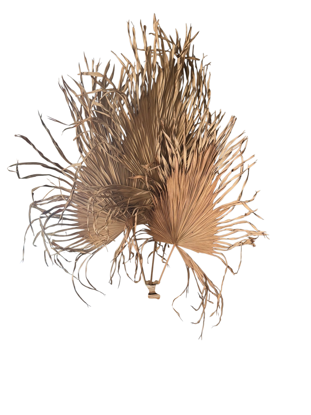 Dried palm fan arrangement in a corner