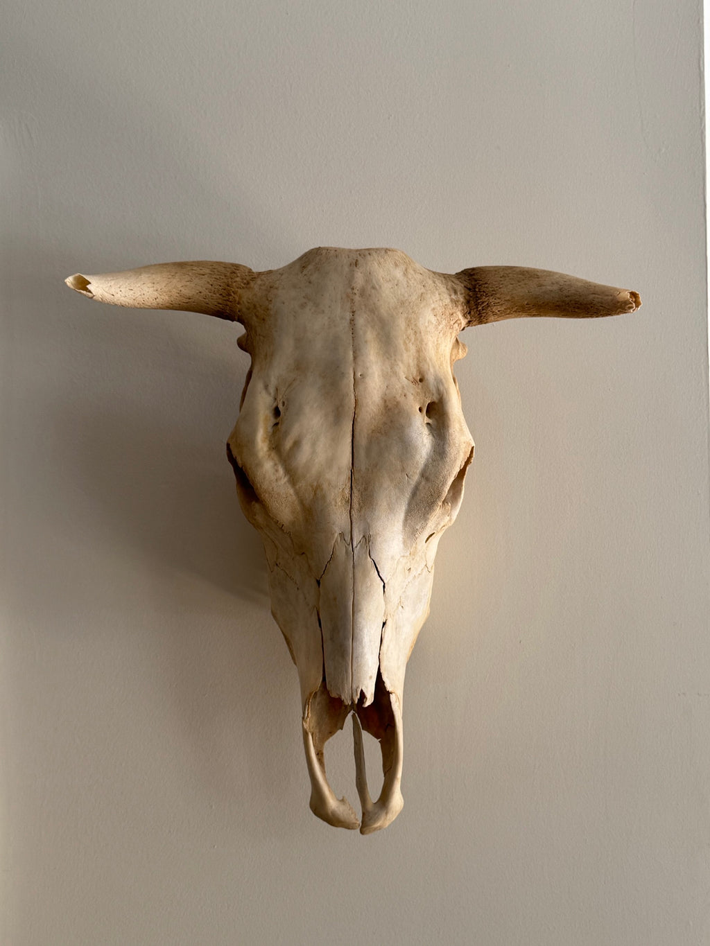 Steer Skull Natural Bleached with Horns Wall Mount Western Decor